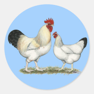 Sticker Rond Poulets de la rivière Indian
