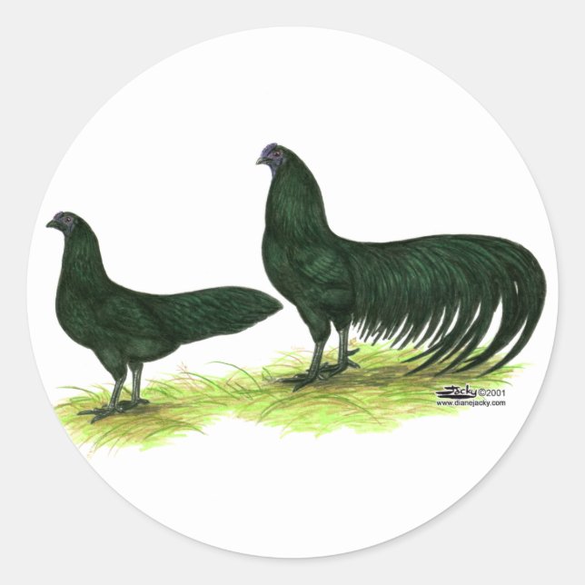 Sticker Rond Poulets noirs de Sumatra (Devant)
