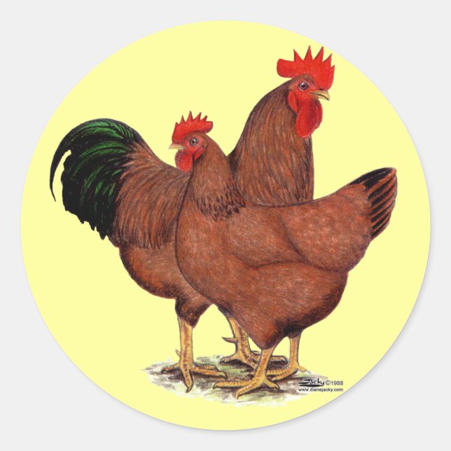 Sticker Rond Poulets rouges de production (Devant)