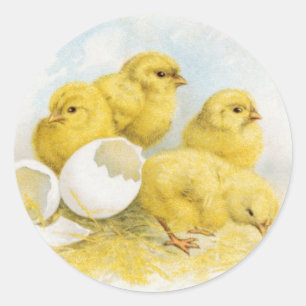 Sticker Rond Poulets Vintages pour bébés