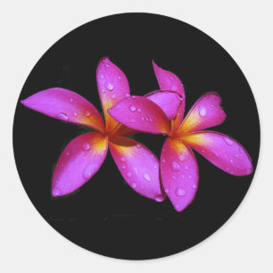 Sticker Rond Pourpre de Plumeria sur l'arrière - plan noir