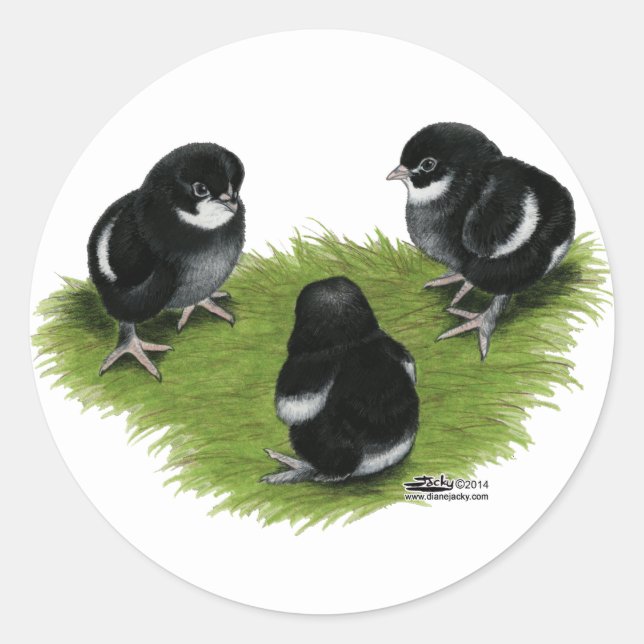 Sticker Rond Poussins Marans Noir Cuivré (Devant)