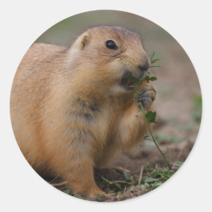 Sticker Rond prairie