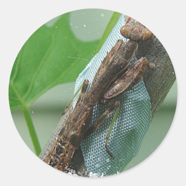 Sticker Rond Prier Insecte Mantis (Devant)