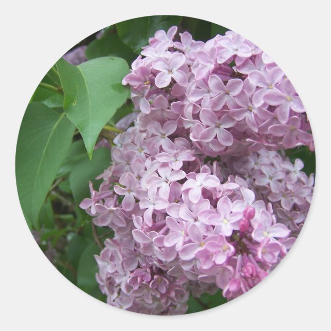 Sticker Rond Printemps Dans Le Maine (Devant)