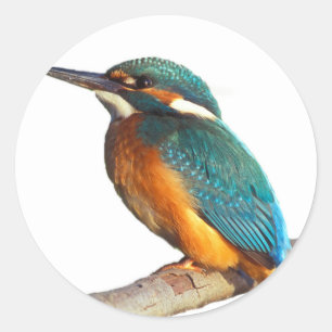 Sticker Rond Produits design "Kingfisher"