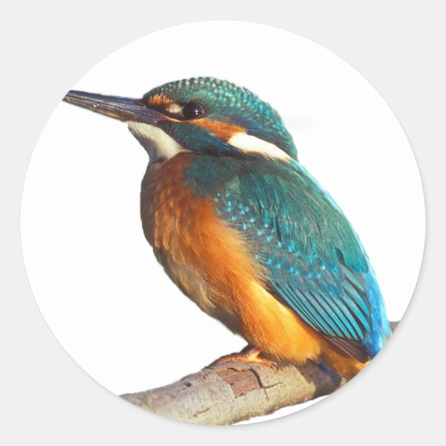 Sticker Rond Produits design "Kingfisher" (Devant)
