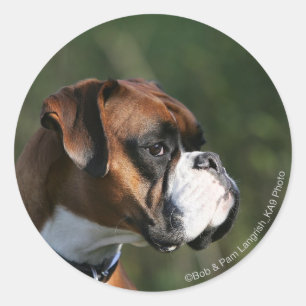 Sticker Rond Profil côté chien de boxe