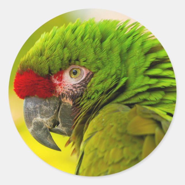 Sticker Rond Profil d'ara au zoo de Santa Barbara (Devant)