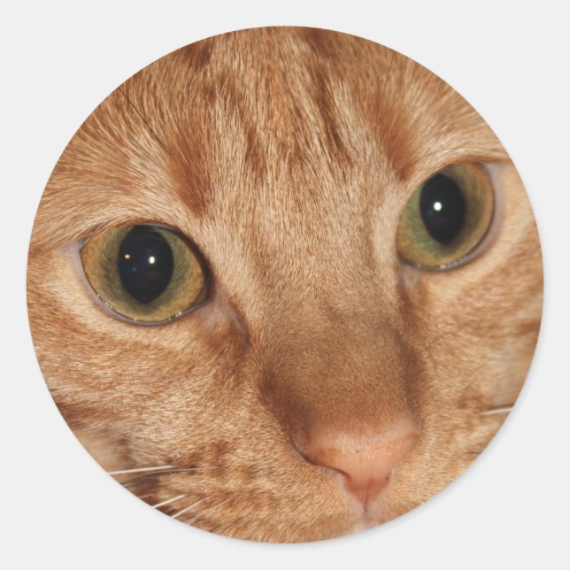 Sticker Rond Profil de chat Tabby Orange Gros plan (Devant)