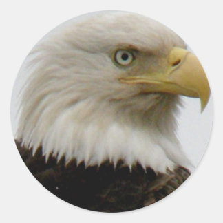 Sticker Rond Profil de l'aigle à tête blanche Photo sur l'île U