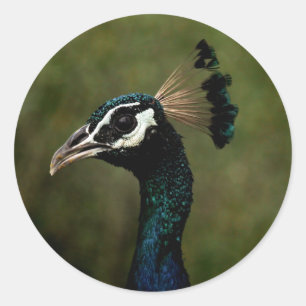 Sticker Rond Profil de Peacock