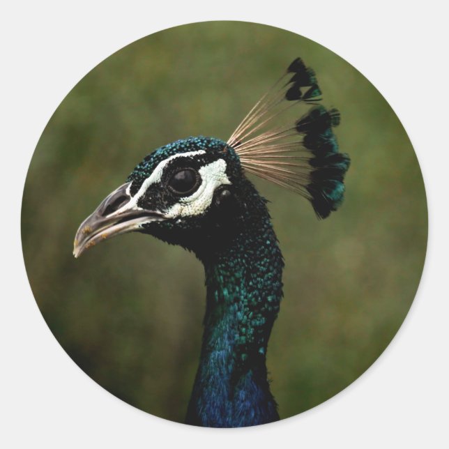 Sticker Rond Profil de Peacock (Devant)