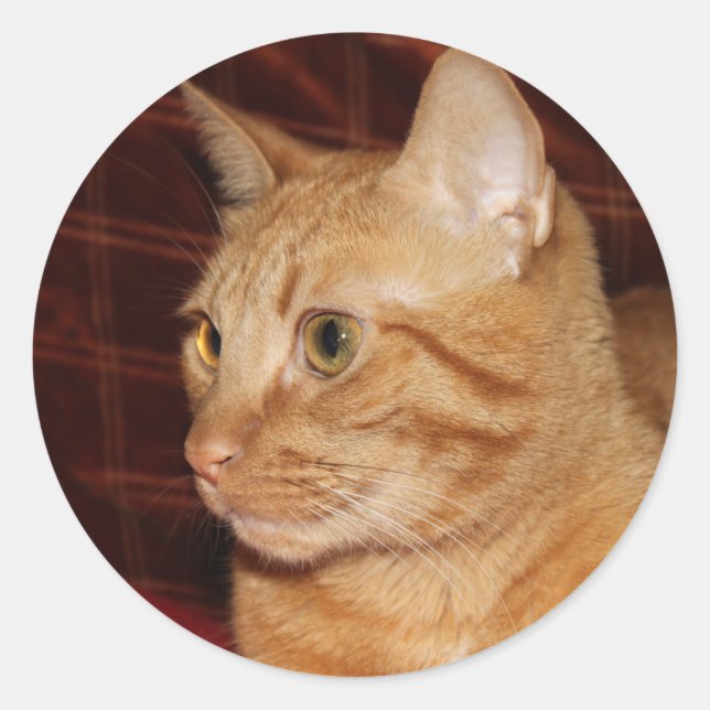 Sticker Rond Profil de visage de chat Tabou orange (Devant)