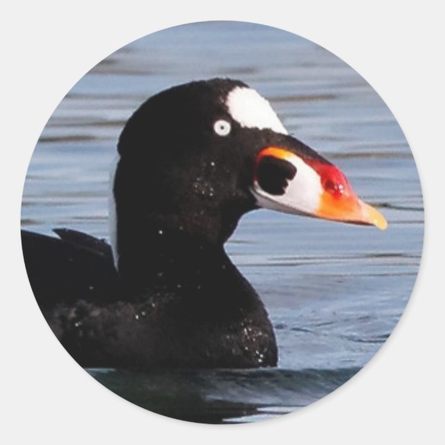 Sticker Rond Profil d'un Surf Scoter Drake (Devant)