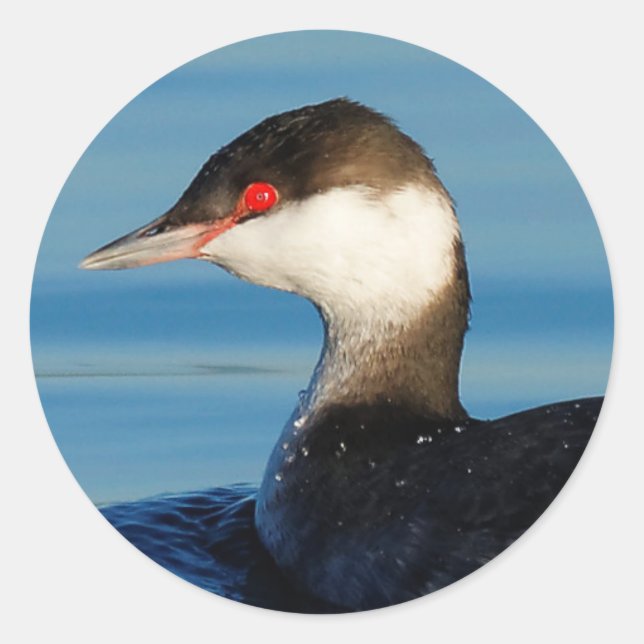 Sticker Rond Profil d'une Grebe à cornes (Devant)