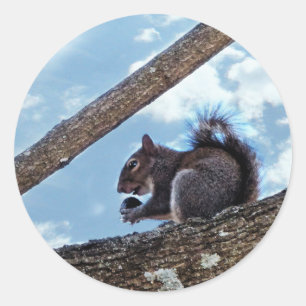 Sticker Rond Profiter d'une noix