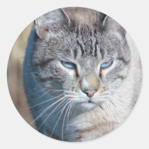 Sticker Rond Promenade de chats