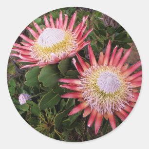 Sticker Rond Protea (Protea Cynaroides), Helderberg