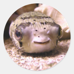 Sticker Rond Pufferfish du Blowfish de Helaine