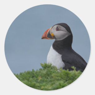 Sticker Rond Puffin de profil