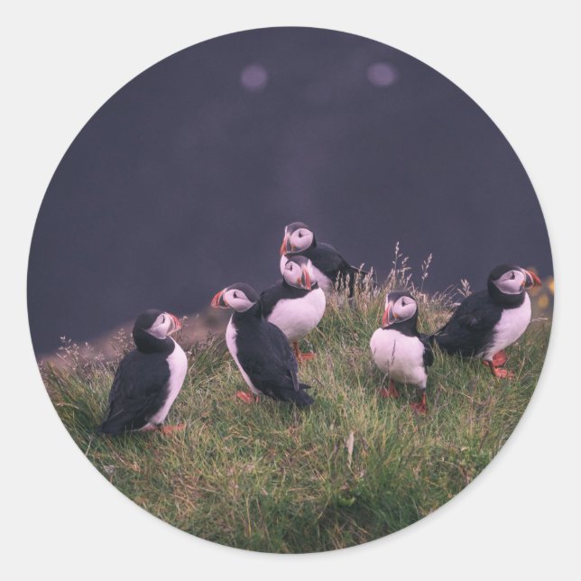Sticker Rond Puffins de l'Atlantique (Devant)