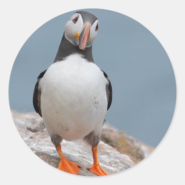 Sticker Rond Puffins de Skomer Island (Devant)