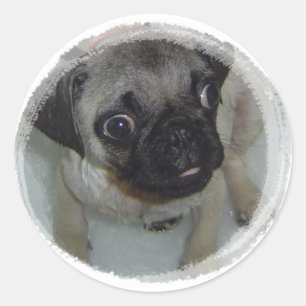 Sticker Rond Pug puppy