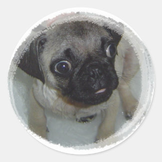 Sticker Rond Pug puppy