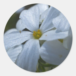 Sticker Rond Puissance de flux