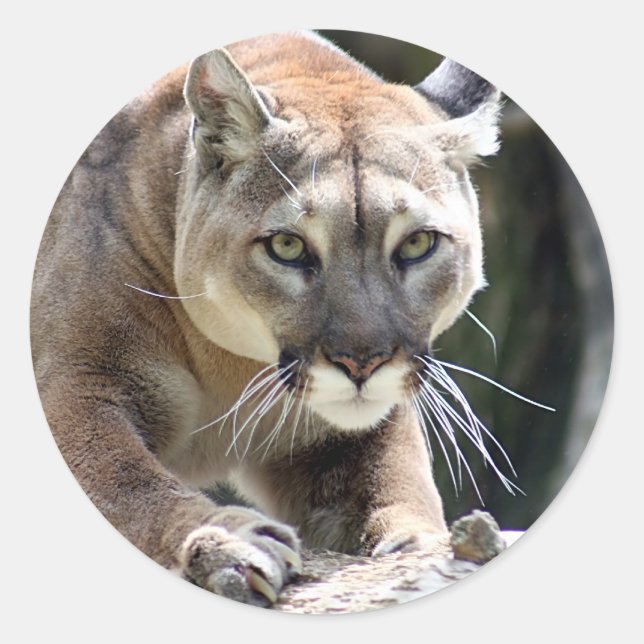 Sticker Rond Puma sauvage (Devant)