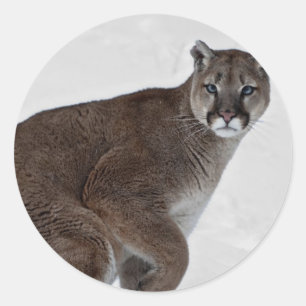 Sticker Rond Puma sur l'aller
