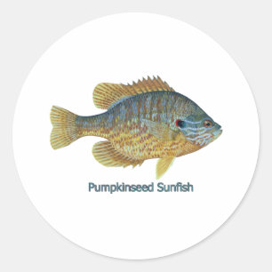 Sticker Rond Pumpkinseed Sunfish (titre)
