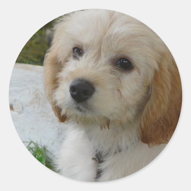 Sticker Rond Puppy Love - jolie photo de chien MaltiPoo (Devant)
