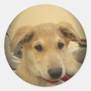 Sticker Rond Puppy Love : Le meilleur ami de l'homme