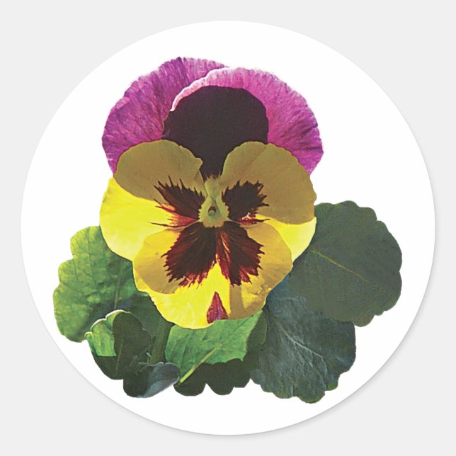 Sticker Rond Purple and Yellow Pany (Devant)