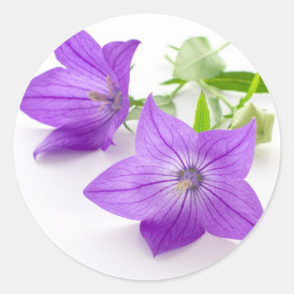 Sticker Rond purple bellflowers