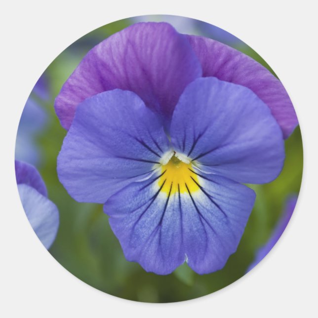 Sticker Rond Purple Pansy (Devant)