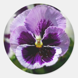 Sticker Rond Purple Pansy Close Up