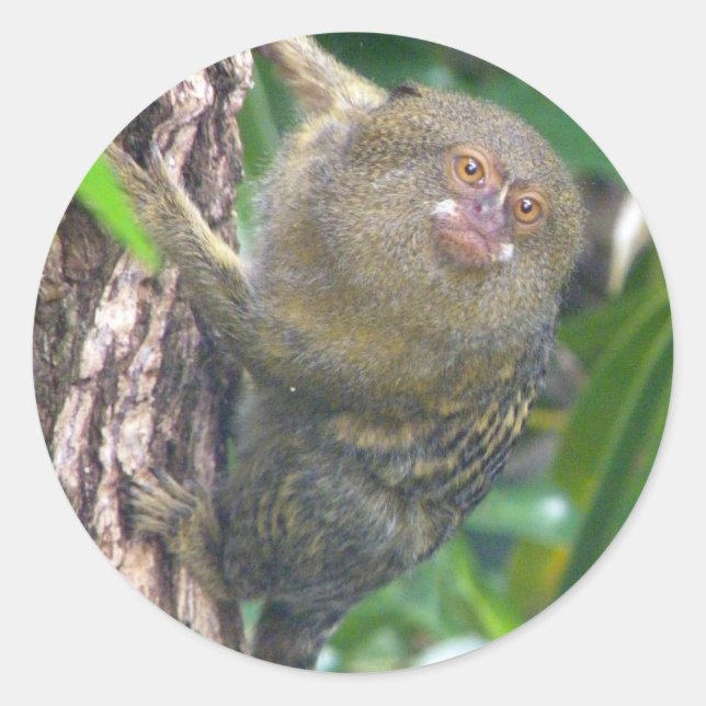 Sticker Rond Pygmy Marmoset (Devant)