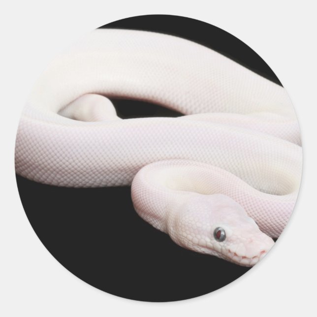 Sticker Rond Python à balle leucistique (Devant)