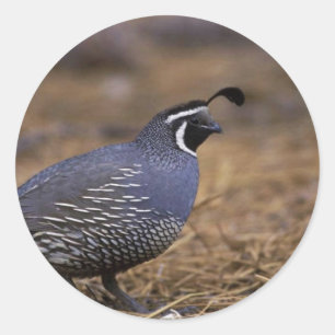 Sticker Rond Quail de Californie