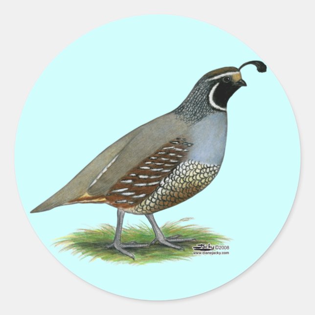 Sticker Rond Quail de la Californie (Devant)