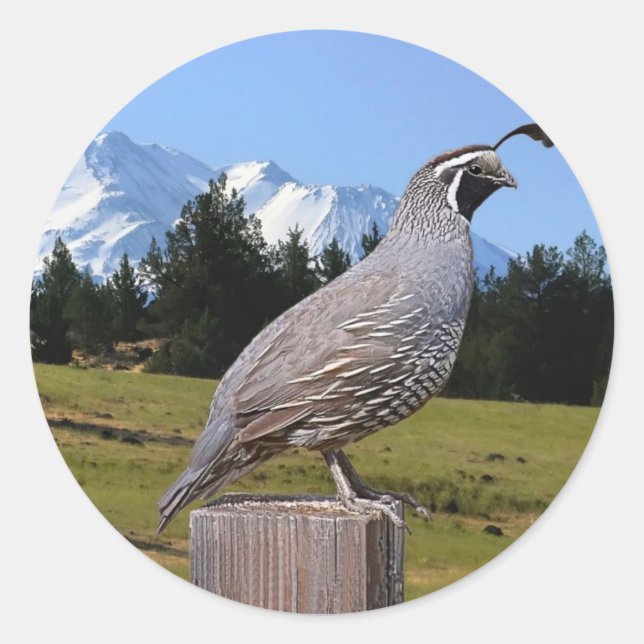 STICKER ROND QUAIL ON DREAM POINT (Devant)