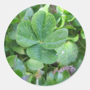 Sticker Rond Quatre trèfle