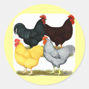 Sticker Rond Quatuor de poulet à coq lourd