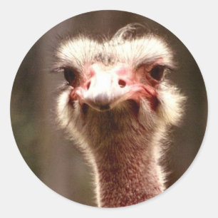 Sticker Rond Que regardes-tu ?