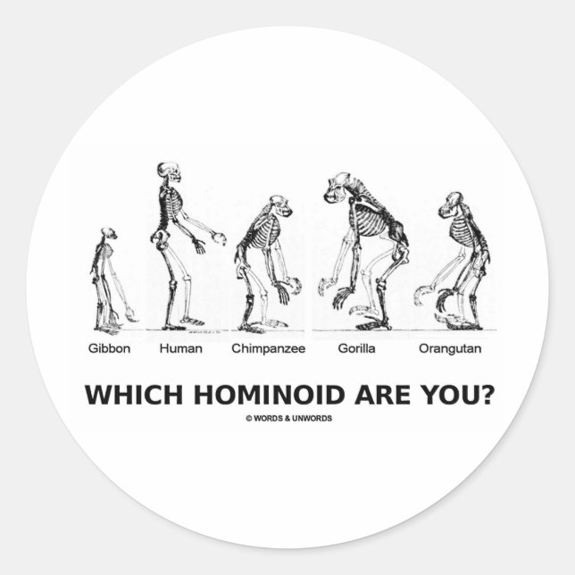 Sticker Rond Quel Hominoïde Êtes-Vous ? (Skeletons Hominid) (Devant)