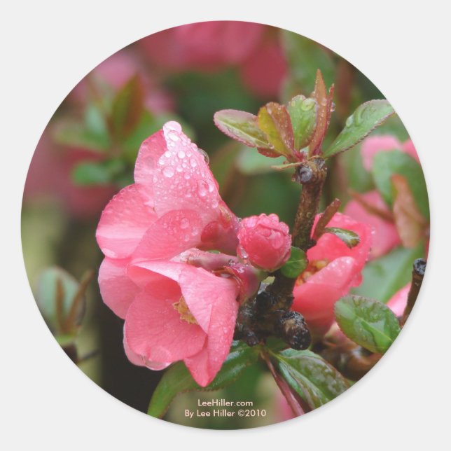 Sticker Rond Quince rose printanier (Devant)