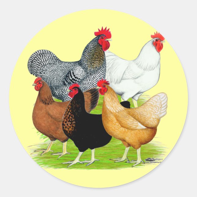 Sticker Rond Quintette de poulet liée au sexe (Devant)